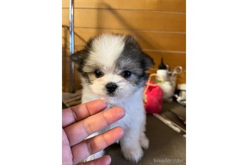 成約済の沖縄県のミックス犬-325228の2枚目