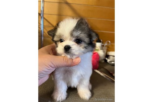 成約済の沖縄県のミックス犬-325228の3枚目