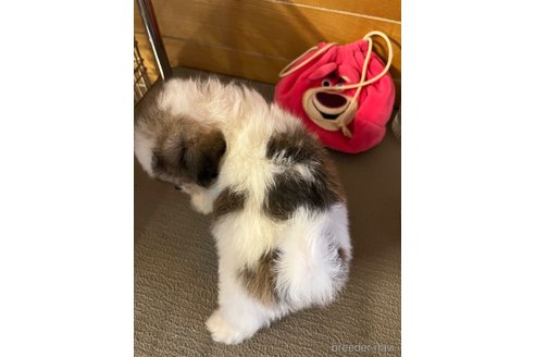 成約済の沖縄県のミックス犬-325228の4枚目