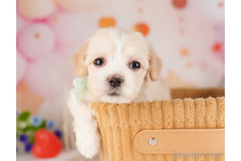 成約済の東京都のミックス犬-325229の5枚目