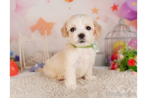 成約済の東京都のミックス犬-325229の1枚目