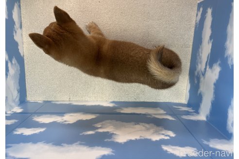 成約済の愛知県の豆柴-318848の3枚目