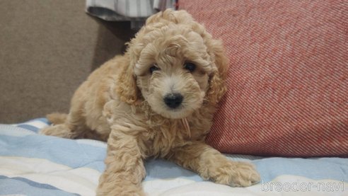 成約済の千葉県のミディアムプードル-317158の2枚目