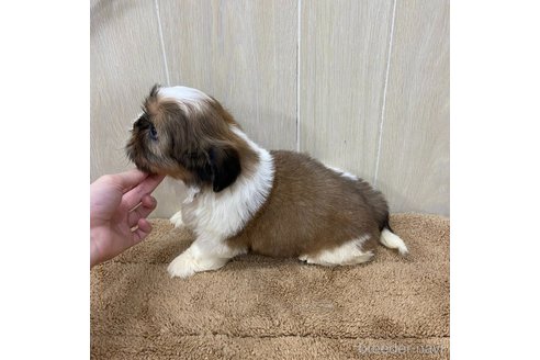 成約済の岡山県のシーズー-325260の8枚目