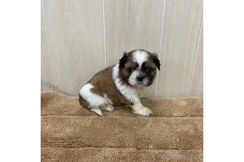 成約済の岡山県のシーズー-325260の11枚目