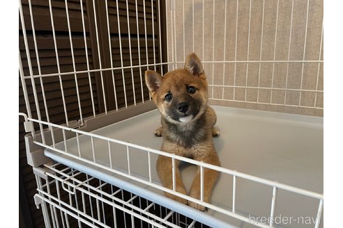 成約済の兵庫県の豆柴-318496の1枚目