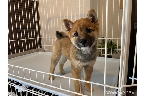 成約済の兵庫県の豆柴-318496の4枚目