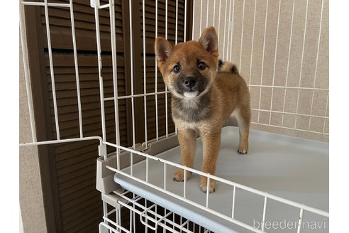 成約済の兵庫県の豆柴-318496の3枚目