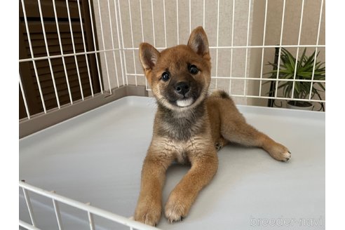 成約済の兵庫県の豆柴-318496の2枚目