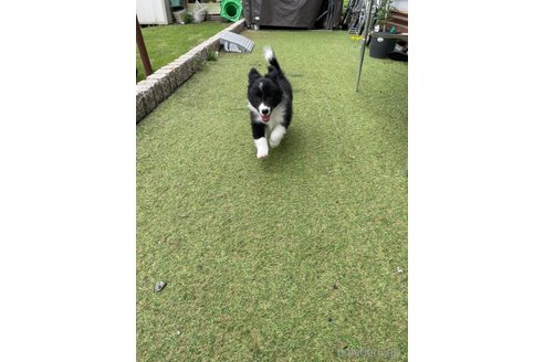 成約済の茨城県のボーダーコリー-325126の3枚目