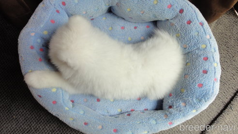 成約済の栃木県のサモエド-323343の5枚目
