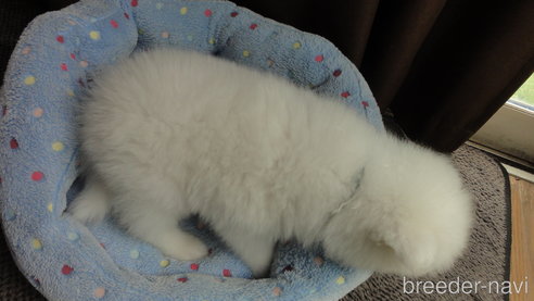 成約済の栃木県のサモエド-325281の7枚目