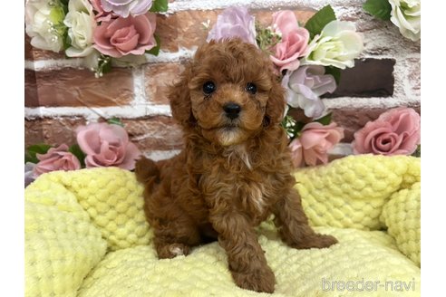 成約済の茨城県のトイプードル-322568の3枚目