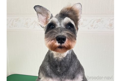 ルーナちゃん1枚目