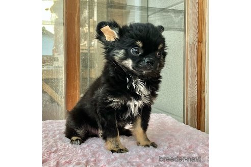 成約済の群馬県のチワワ(ロングコート)-314797の5枚目