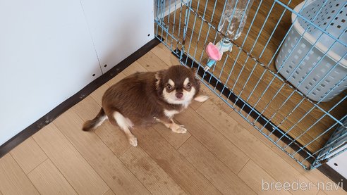 メロンちゃん1枚目