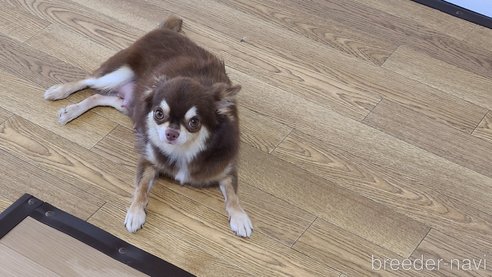 メロンちゃん1枚目