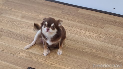 メロンちゃん1枚目