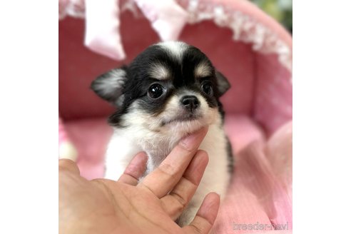 成約済の大阪府のチワワ(ロングコート)-325325の3枚目