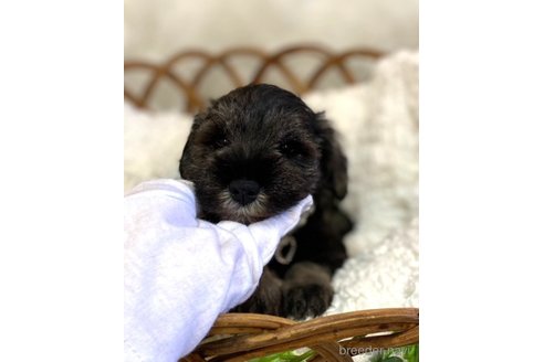 成約済の茨城県のミニチュアシュナウザー-323158の3枚目