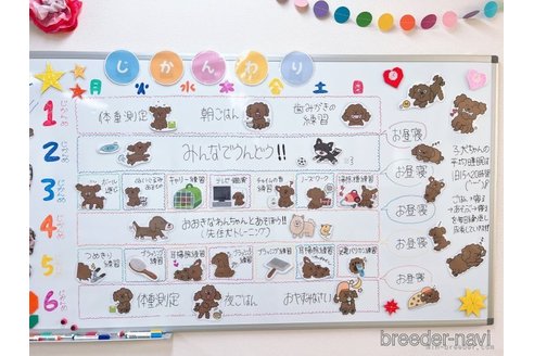 成約済の栃木県のチワプー:チワワ×トイプードル-316732の2枚目