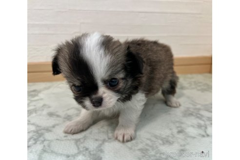 成約済の香川県のチワワ(ロングコート)-325331の2枚目