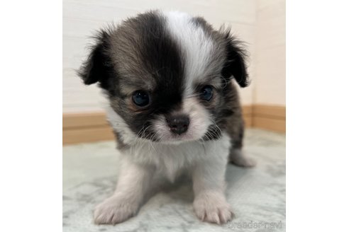 成約済の香川県のチワワ(ロングコート)-325331の4枚目