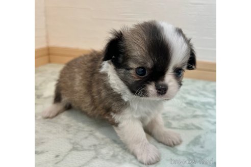 成約済の香川県のチワワ(ロングコート)-325331の7枚目