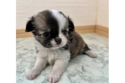 成約済の香川県のチワワ(ロングコート)-325331の8枚目