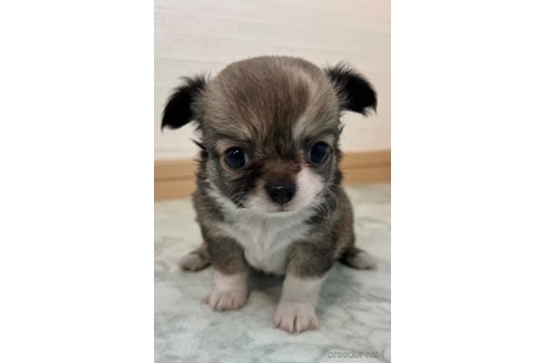 成約済の香川県のチワワ(ロングコート)-325338