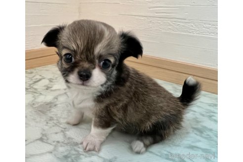 成約済の香川県のチワワ(ロングコート)-325338の9枚目