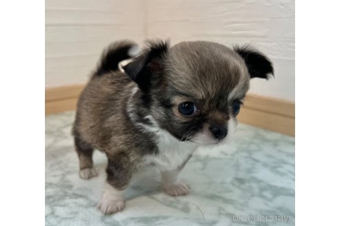 成約済の香川県のチワワ(ロングコート)-325338の3枚目