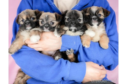 成約済の茨城県のミックス犬-324752の3枚目