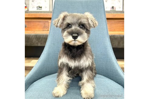 成約済の大阪府のミニチュアシュナウザー-325349の1枚目