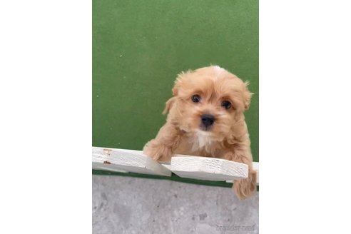 成約済の福岡県のミックス犬-320260の2枚目