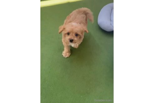 成約済の福岡県のミックス犬-320260の3枚目