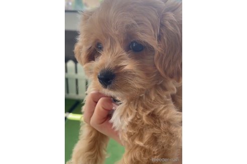成約済の福岡県のミックス犬-320260の5枚目