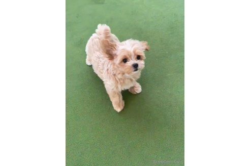 成約済の福岡県のミックス犬-320451の2枚目