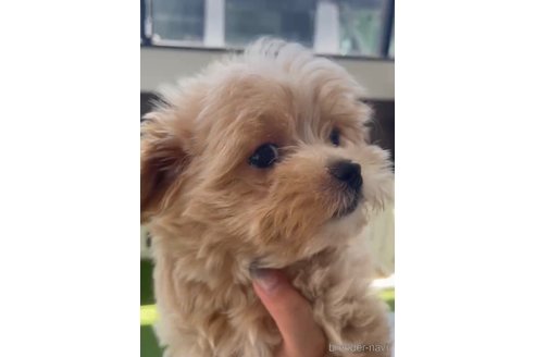 成約済の福岡県のミックス犬-320451の3枚目