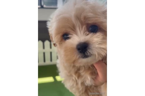 成約済の福岡県のミックス犬-320451の4枚目
