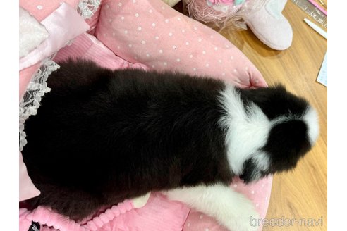 成約済の大阪府のビアデッドコリー-325358の7枚目