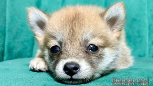 成約済の茨城県のミックス犬-323705の1枚目