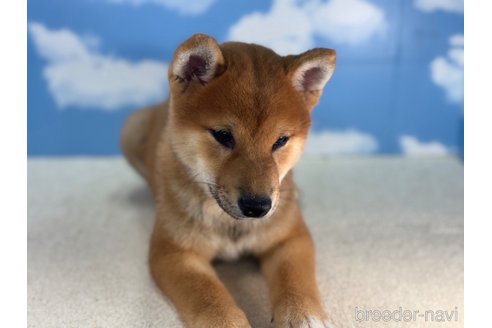 成約済の愛知県の豆柴-318848の2枚目