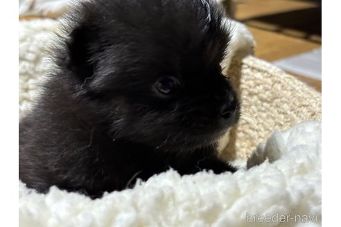 成約済の千葉県のポメラニアン-322409の19枚目