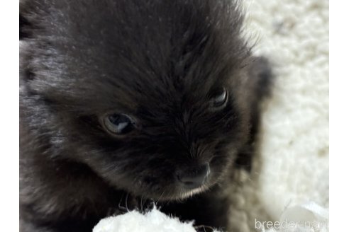成約済の千葉県のポメラニアン-322409の17枚目