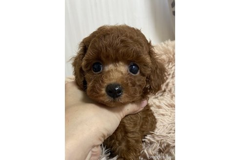 成約済の岡山県のタイニープードル-325351