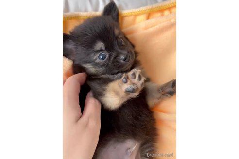 成約済の福岡県のポメチワ:ポメラニアン×チワワ-325424の7枚目
