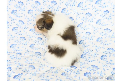 成約済の千葉県のパピヨン-325425の33枚目