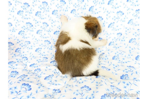 成約済の千葉県のパピヨン-325428の10枚目