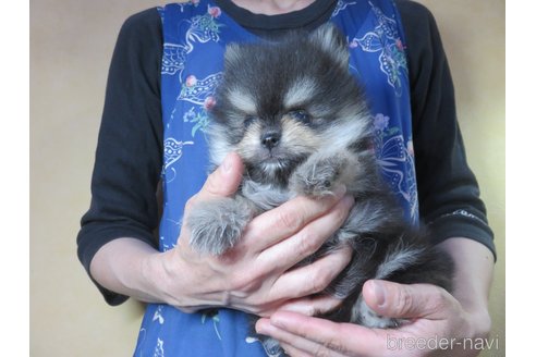 成約済の愛知県のポメラニアン-316274の7枚目